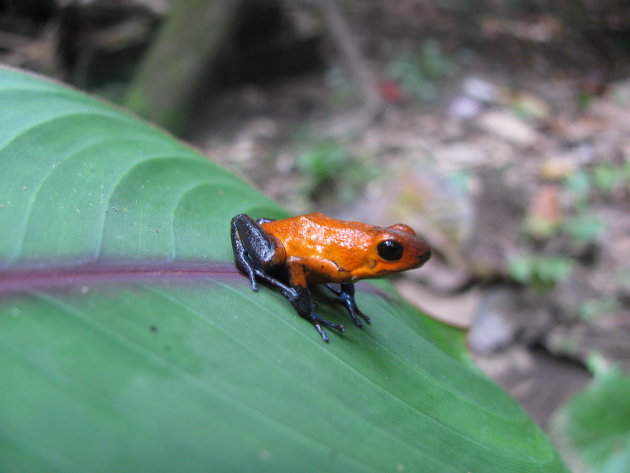 Poison frog