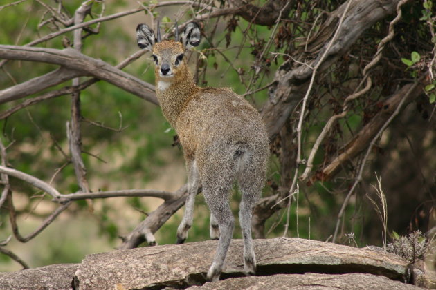 Klipspringer