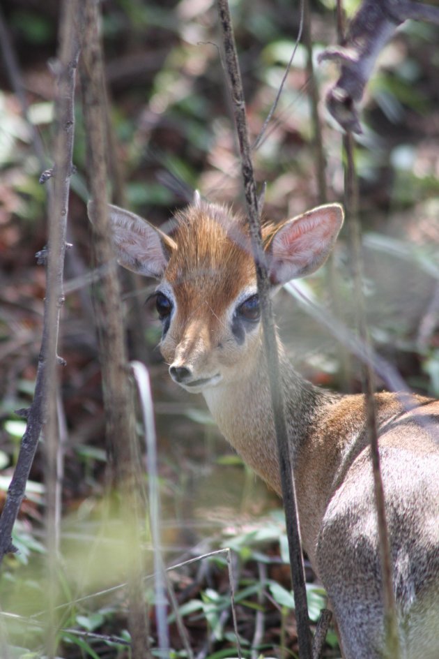 Dik Dik