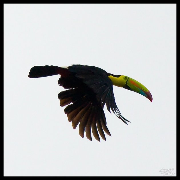 Toucan in vlucht