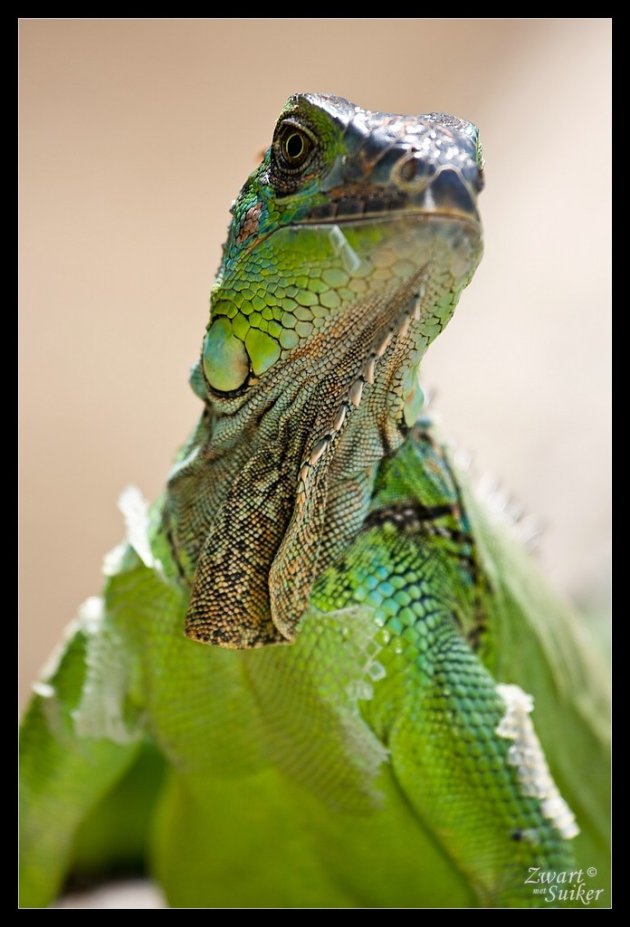 Green Iguana