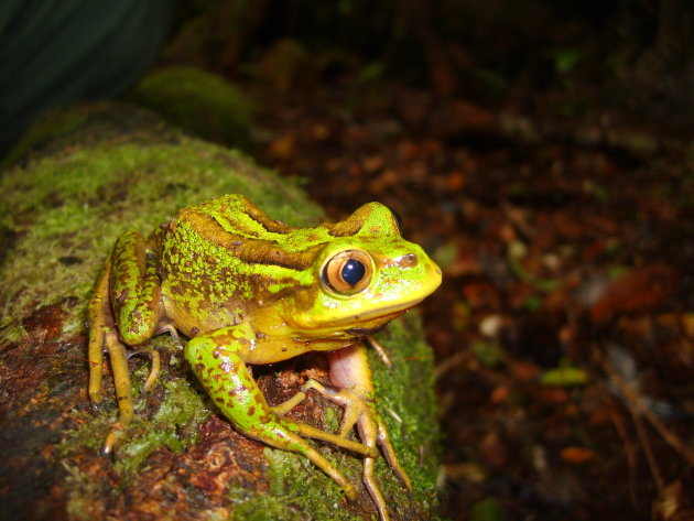 Kikker: Hilorina (Hilorina sylvatica)