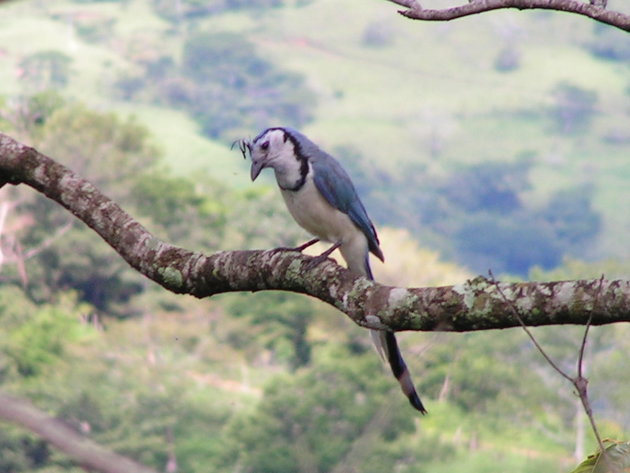 Vogeltje