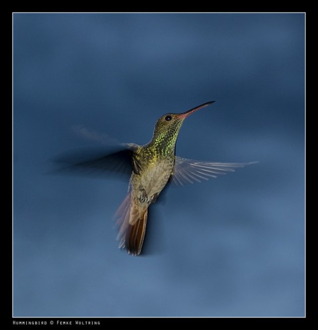 Hummingbird