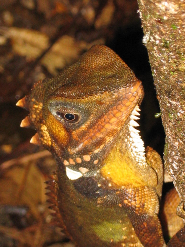 Forest Dragon -- Daintree