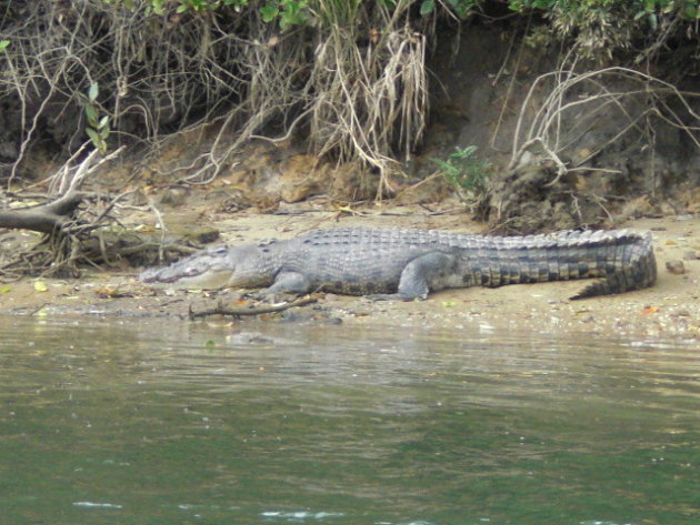 een croc langs de daintree river