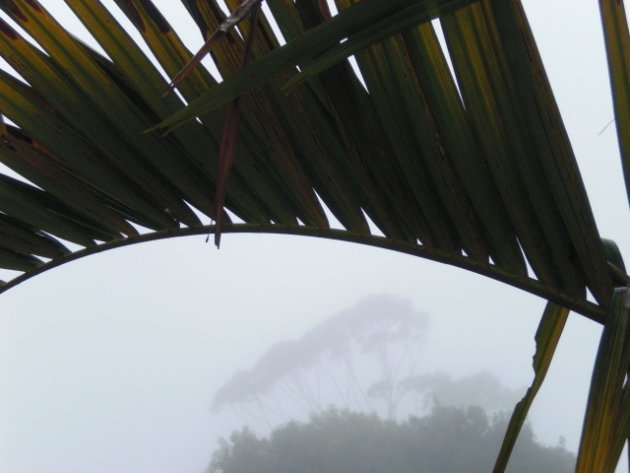 regen in het rainforest