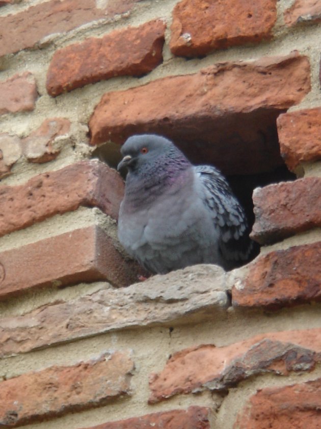 IN DE STADSMUUR VAN FERRARA