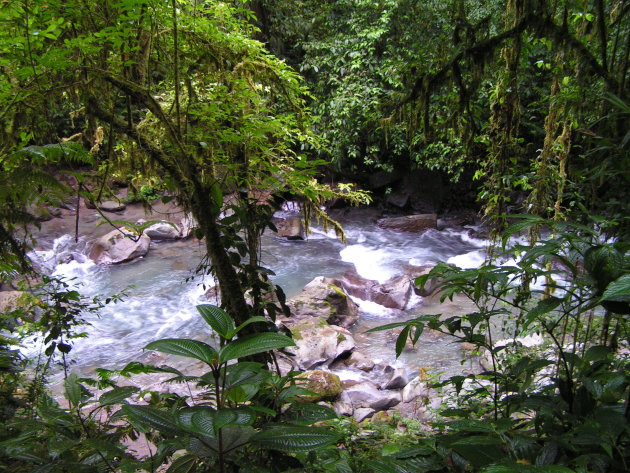 Jungle view