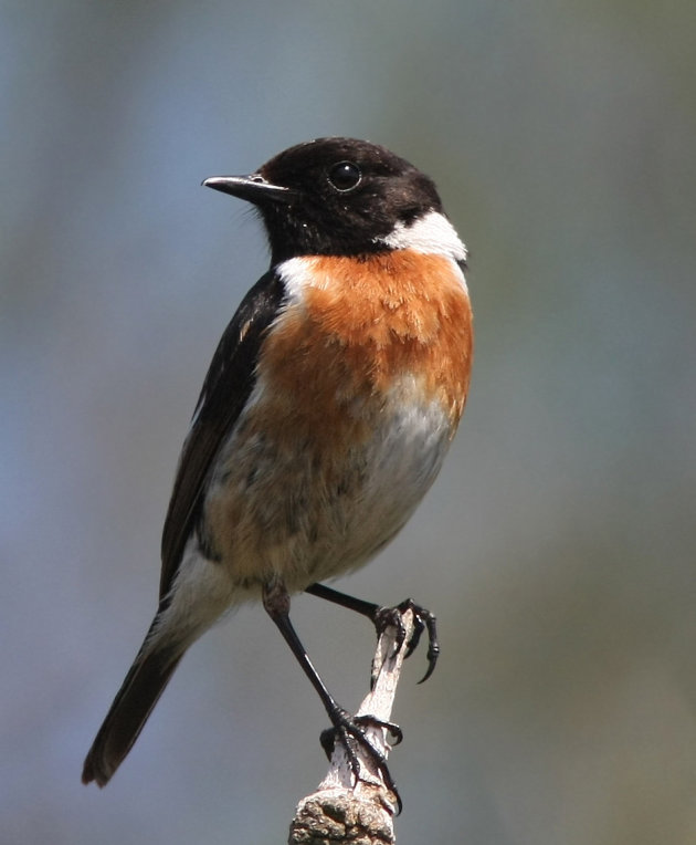 roodborst-tapuit