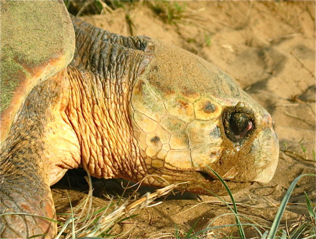 Zeeschildpad