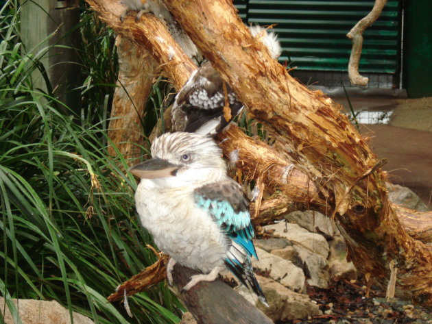 Kookaburra