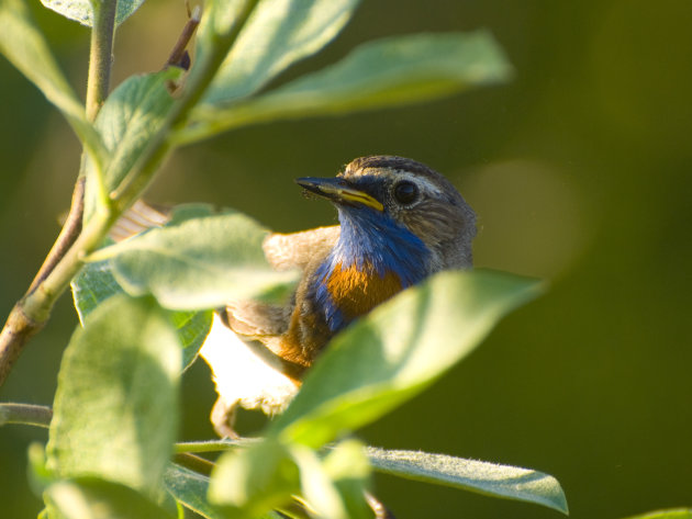 Blauwsterborst