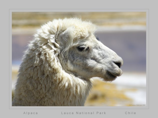 Alpaca