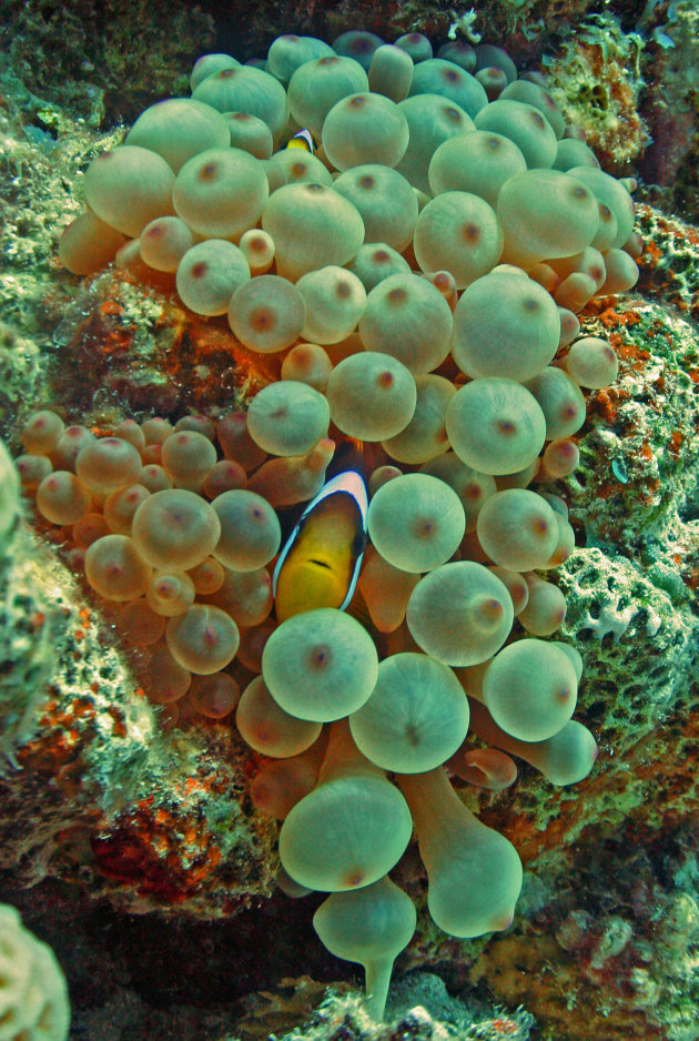 Bulb tentacle Anemone