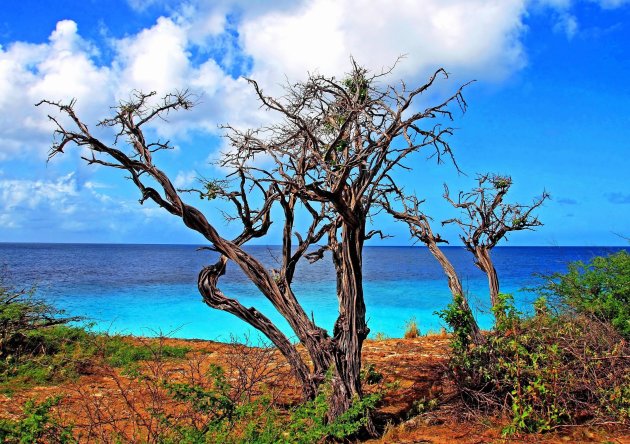 prachtig Bonaire