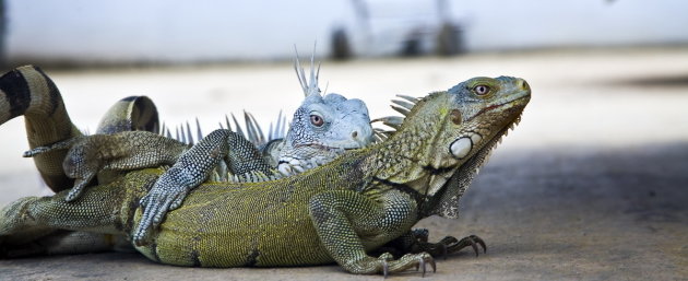 Iguana love