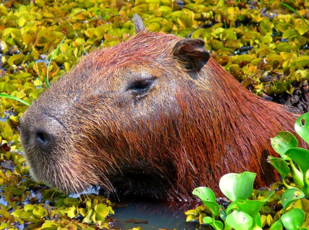 Pantanal Capybara