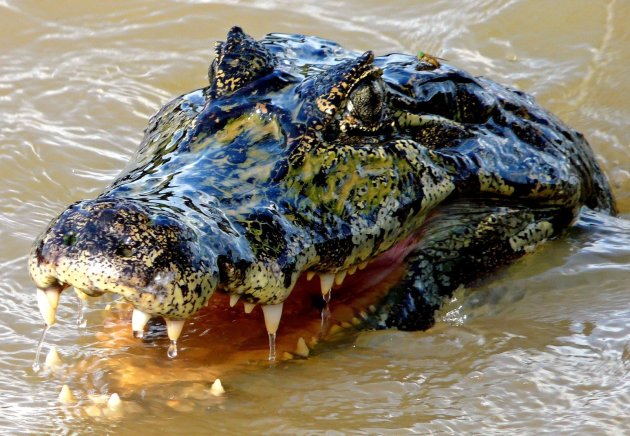 Pantanal  Brilkaaiman in de aanval