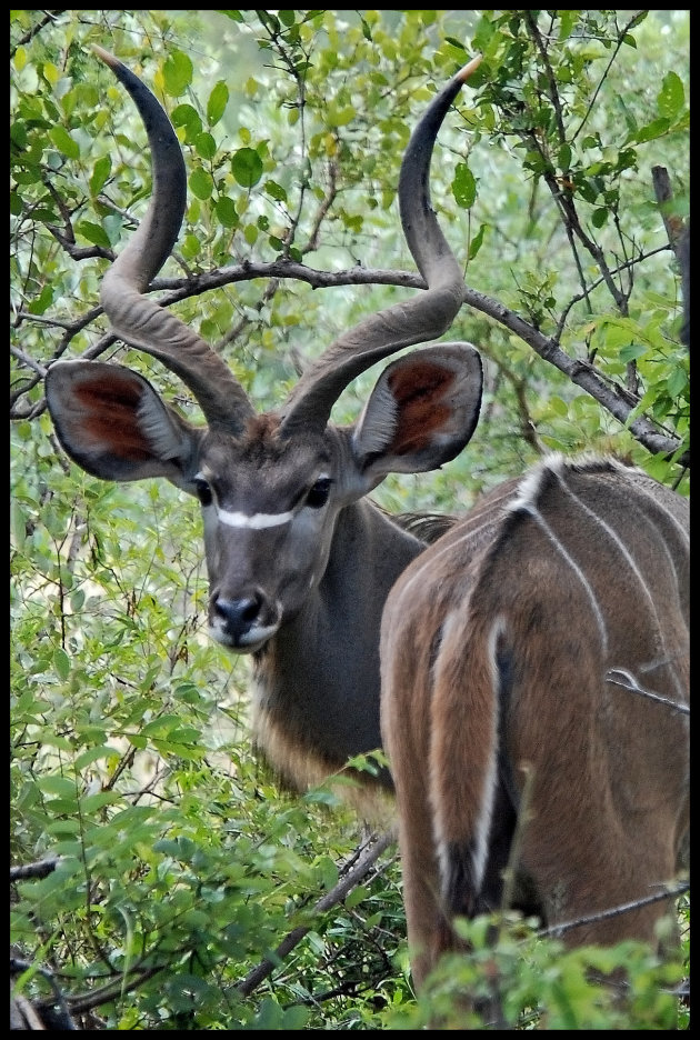 Kudu!