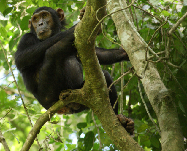 Chimp in Budongo forest