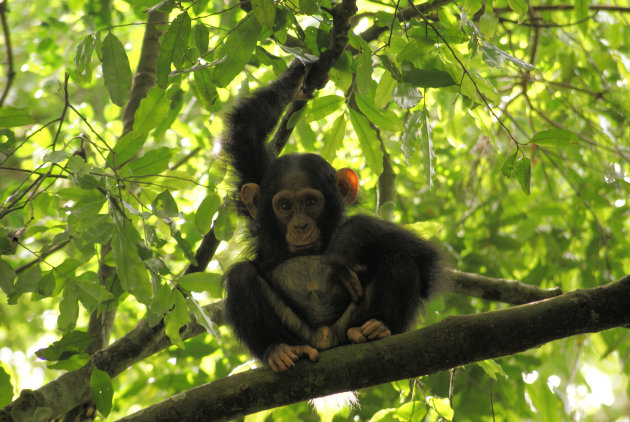 chimp in kibale 