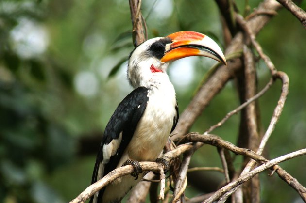 Neushoornvogel in Samburu NR