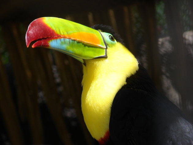 toucan