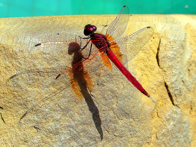 fire dragonfly