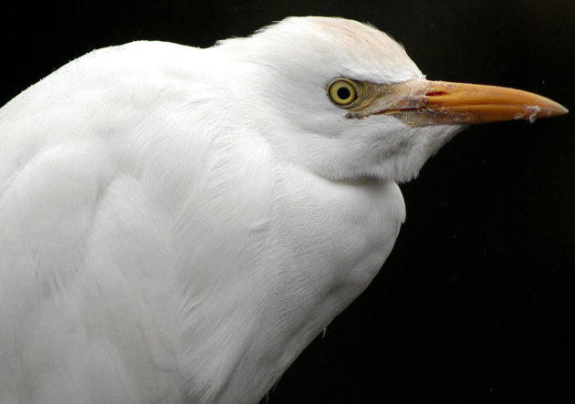 KOEREIGER