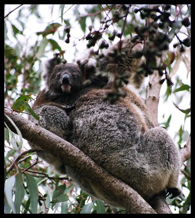 Babykoala