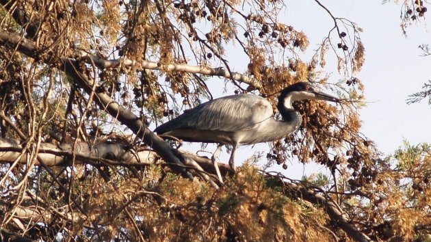 Reiger in lesotho