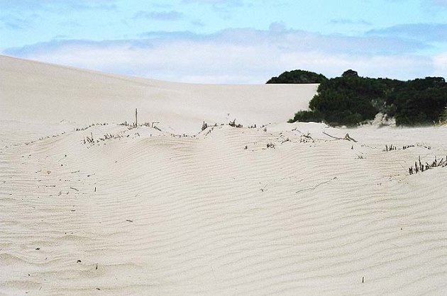 Little Sahara op Kangaroo Island