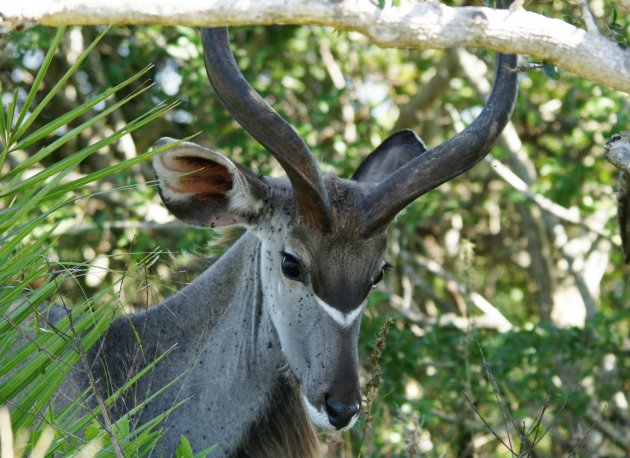 Kudu-mannetje