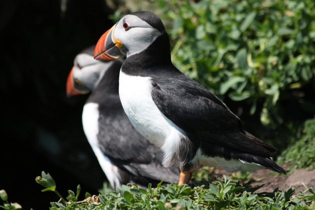 Papegaaiduiker, puffin