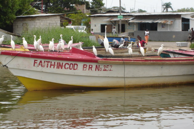 Boot vol vogels