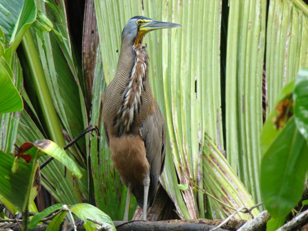 Tiger Heron