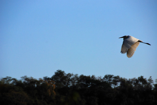 Vogel in de lucht