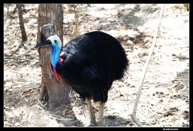 Cassowary