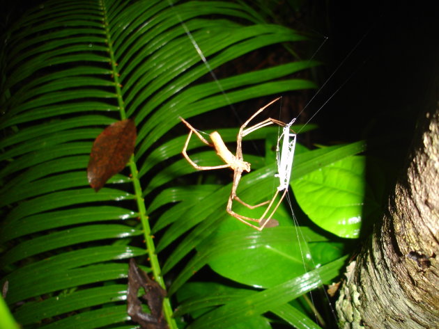 nacht wandeling cape tribulation