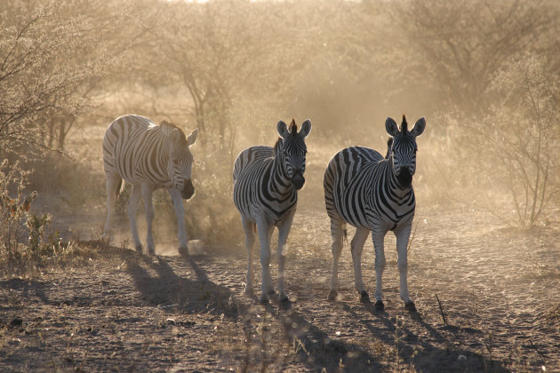 Meer Zebra's @ Khama