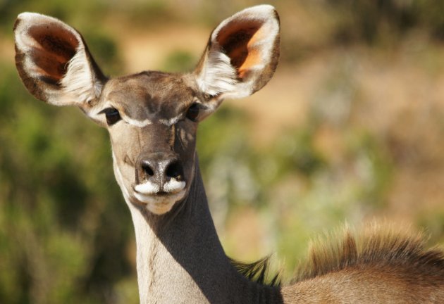 Kudu-vrouwtje