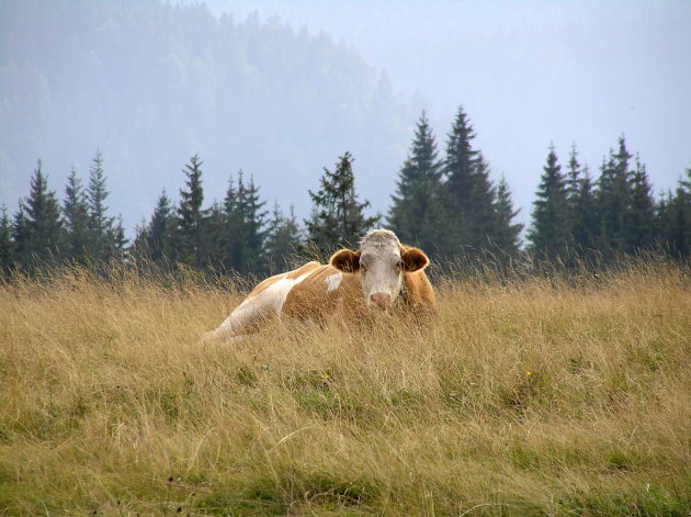 koe op een alpenweide