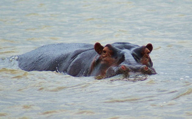 Hippo