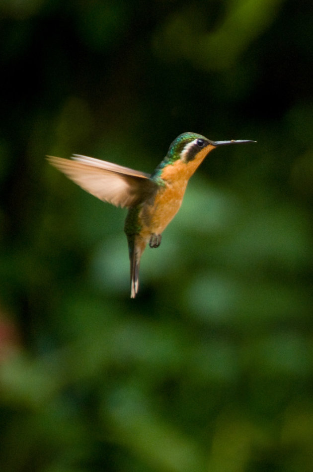 Kolibri in de vlucht!