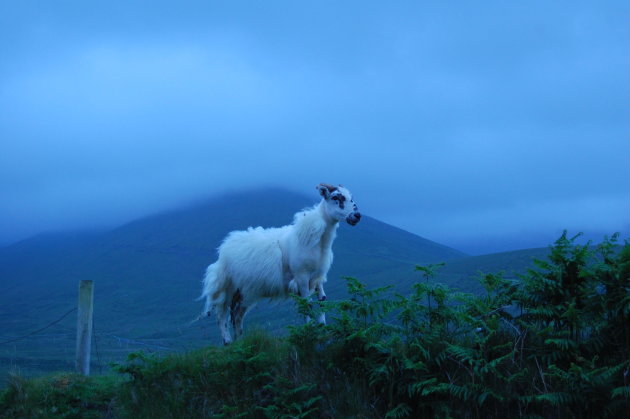 "Ghostsheep" Mount Brandon