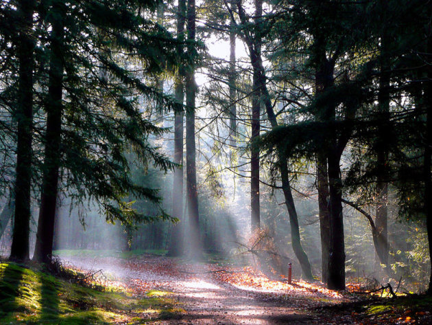 Zonnestralen in het bos !!!