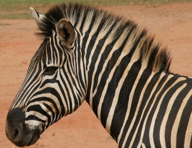 Burchell zebra