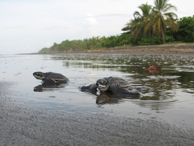 baby turtles