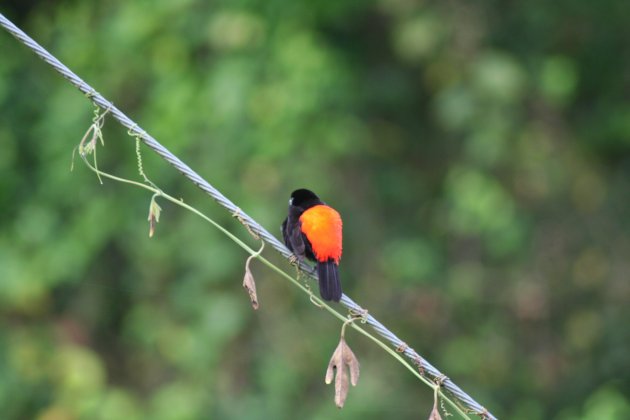 Rood/zwart vogeltje